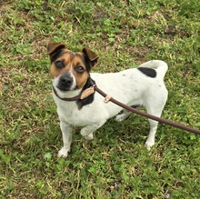 JERRY, Hund, Mischlingshund in Ungarn - Bild 3