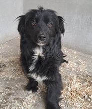 EVOLA, Hund, Mischlingshund in Ungarn - Bild 1