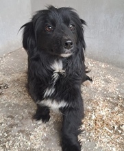 EVOLA, Hund, Mischlingshund in Ungarn - Bild 3