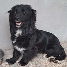 EVOLA, Hund, Mischlingshund in Ungarn - Bild 5