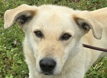 JOSH, Hund, Mischlingshund in Ungarn - Bild 1