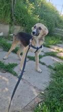 OSKAR2, Hund, Mischlingshund in Rumänien - Bild 1
