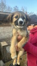 OSKAR2, Hund, Mischlingshund in Rumänien - Bild 10