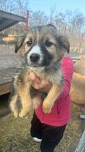 OSKAR2, Hund, Mischlingshund in Rumänien - Bild 11
