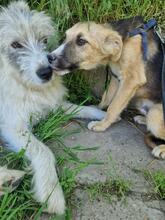 OSKAR2, Hund, Mischlingshund in Rumänien - Bild 2