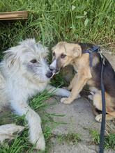 OSKAR2, Hund, Mischlingshund in Rumänien - Bild 3