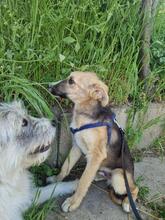 OSKAR2, Hund, Mischlingshund in Rumänien - Bild 4