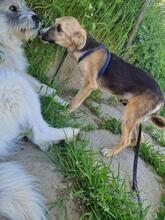 OSKAR2, Hund, Mischlingshund in Rumänien - Bild 5