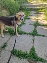 OSKAR2, Hund, Mischlingshund in Rumänien - Bild 6