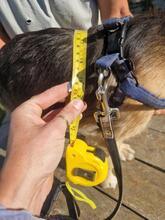 OSKAR2, Hund, Mischlingshund in Rumänien - Bild 7