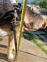 OSKAR2, Hund, Mischlingshund in Rumänien - Bild 9