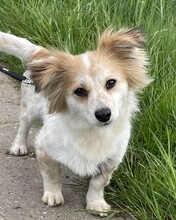 BLÜMCHEN, Hund, Mischlingshund in Fuhlenhagen - Bild 1