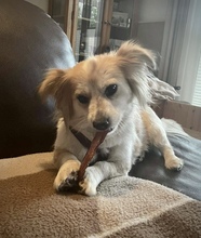 BLÜMCHEN, Hund, Mischlingshund in Fuhlenhagen - Bild 10