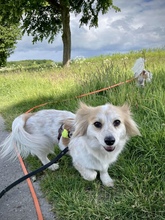 BLÜMCHEN, Hund, Mischlingshund in Fuhlenhagen - Bild 11