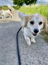BLÜMCHEN, Hund, Mischlingshund in Fuhlenhagen - Bild 12