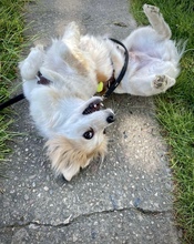 BLÜMCHEN, Hund, Mischlingshund in Fuhlenhagen - Bild 13