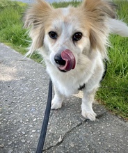 BLÜMCHEN, Hund, Mischlingshund in Fuhlenhagen - Bild 14