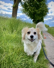 BLÜMCHEN, Hund, Mischlingshund in Fuhlenhagen - Bild 15