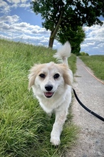BLÜMCHEN, Hund, Mischlingshund in Fuhlenhagen - Bild 16