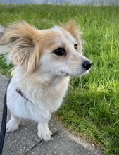 BLÜMCHEN, Hund, Mischlingshund in Fuhlenhagen - Bild 17