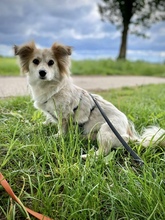 BLÜMCHEN, Hund, Mischlingshund in Fuhlenhagen - Bild 19