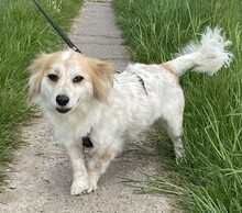BLÜMCHEN, Hund, Mischlingshund in Fuhlenhagen - Bild 2