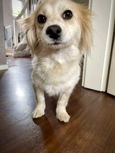 BLÜMCHEN, Hund, Mischlingshund in Fuhlenhagen - Bild 21