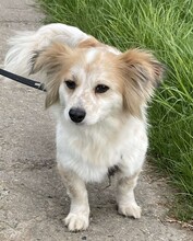 BLÜMCHEN, Hund, Mischlingshund in Fuhlenhagen - Bild 4