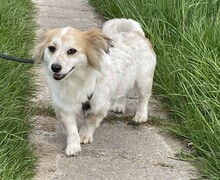 BLÜMCHEN, Hund, Mischlingshund in Fuhlenhagen - Bild 5