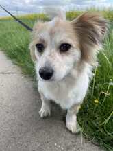 BLÜMCHEN, Hund, Mischlingshund in Fuhlenhagen - Bild 6