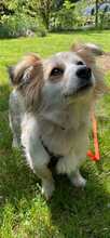 BLÜMCHEN, Hund, Mischlingshund in Fuhlenhagen - Bild 7