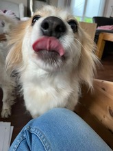 BLÜMCHEN, Hund, Mischlingshund in Fuhlenhagen - Bild 8