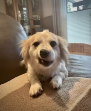 BLÜMCHEN, Hund, Mischlingshund in Fuhlenhagen - Bild 9