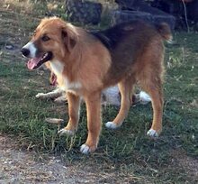 SNICKERS, Hund, Mischlingshund in Griechenland - Bild 1