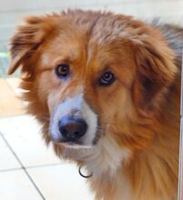 SNICKERS, Hund, Mischlingshund in Griechenland - Bild 2