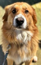 SNICKERS, Hund, Mischlingshund in Griechenland - Bild 3