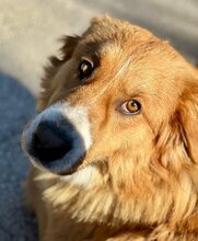 SNICKERS, Hund, Mischlingshund in Griechenland - Bild 4
