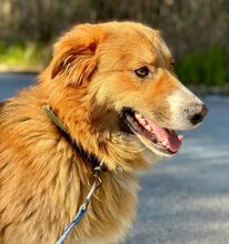 SNICKERS, Hund, Mischlingshund in Griechenland - Bild 5