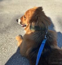 SNICKERS, Hund, Mischlingshund in Griechenland - Bild 6