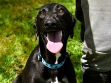 ABRIL2, Hund, Galgo Español in Spanien