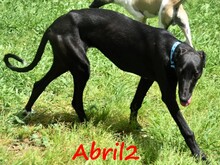ABRIL2, Hund, Galgo Español in Weilmünster - Bild 10