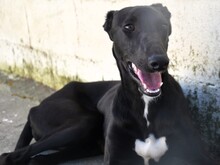 ABRIL2, Hund, Galgo Español in Weilmünster - Bild 11