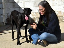 ABRIL2, Hund, Galgo Español in Weilmünster - Bild 12