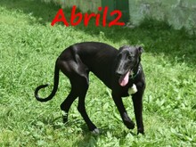 ABRIL2, Hund, Galgo Español in Weilmünster - Bild 13