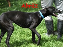 ABRIL2, Hund, Galgo Español in Weilmünster - Bild 14