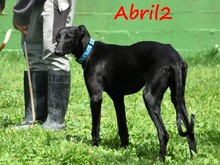 ABRIL2, Hund, Galgo Español in Weilmünster - Bild 15