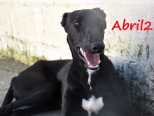 ABRIL2, Hund, Galgo Español in Weilmünster - Bild 16