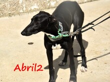 ABRIL2, Hund, Galgo Español in Weilmünster - Bild 17