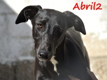 ABRIL2, Hund, Galgo Español in Weilmünster - Bild 18
