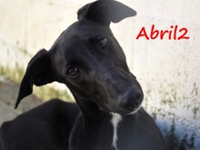 ABRIL2, Hund, Galgo Español in Weilmünster - Bild 2
